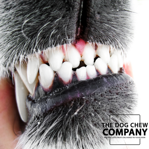 Photo of dog's teeth for dog dental chews blog on the dog chew company blog.