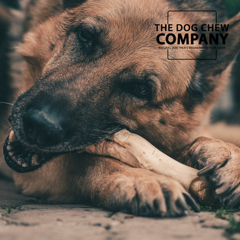 Photo of German Shepherd chewing for dog dental chews blog on the dog chew company blog.