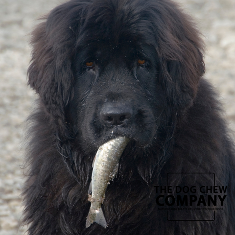 Photo of dog eating whole fish for fish oil for dogs blog