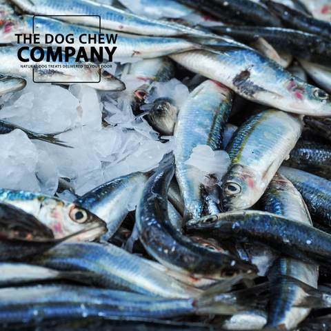 Photo of a catch of whole Herring fish for fish oil for dogs blog