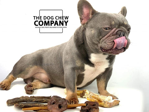 French Bulldog with natural dog chews