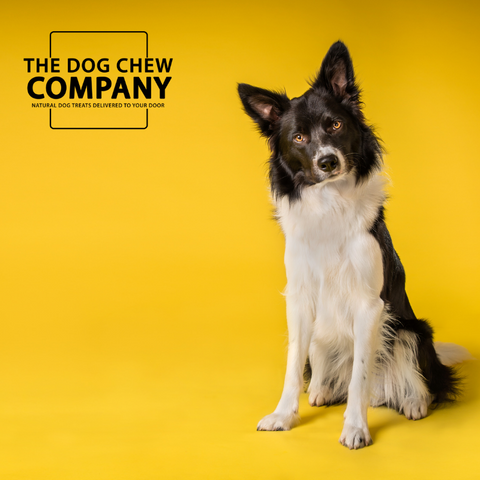 Photo of Collie from hypoallergenic dog treat blog.