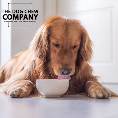 Photo of golden retriever eating from bowl for the dog chew company liver treats for dogs blog.