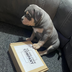 Rottweiler puppy with box of natural puppy chews
