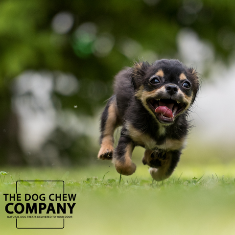 Photo of small dog running for the rabbit ears blog on the dog chew company site.