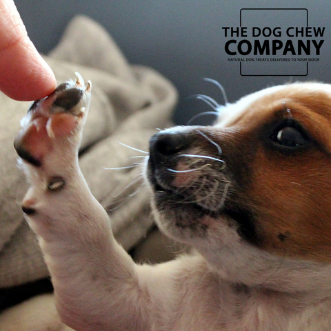 Photo of puppy for Salmon oil for dogs blog.