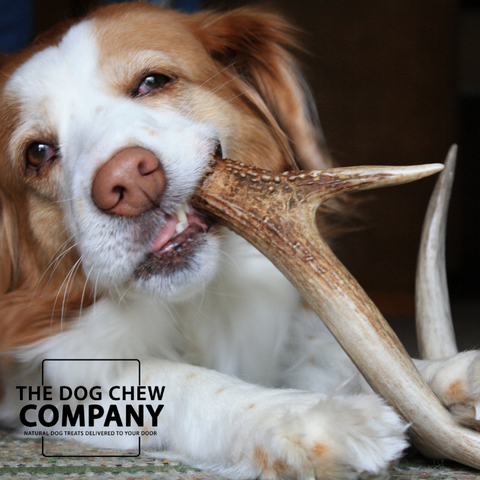 Photo of a dog chewing a deer antler for the dog chew company blog.