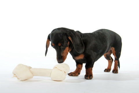 Dachshund with a rawhide chew