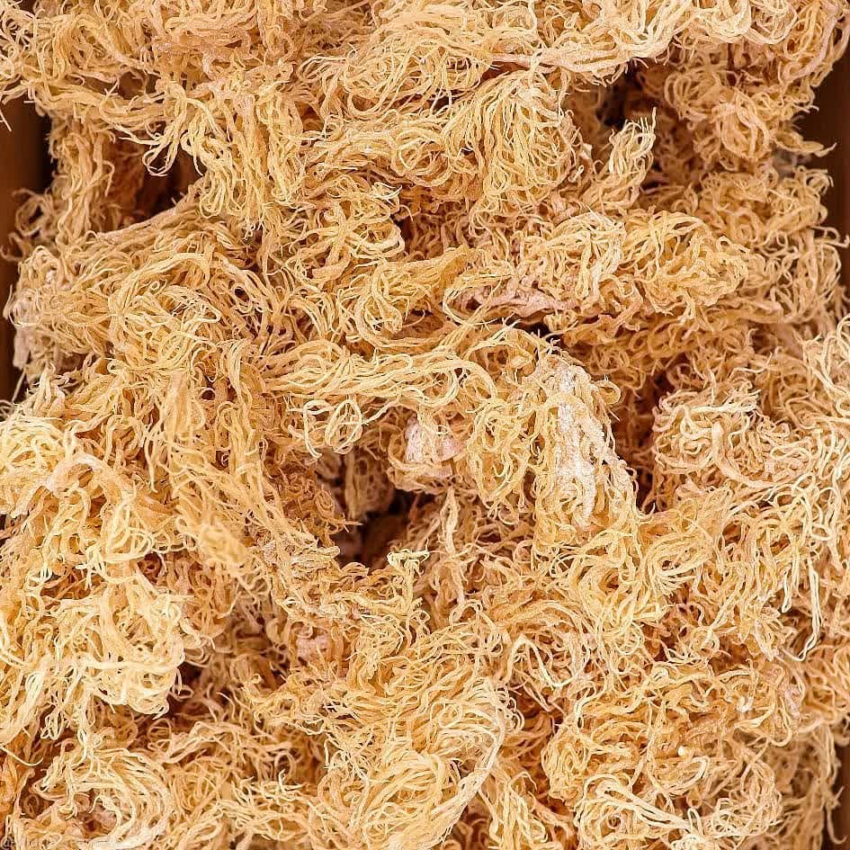 Irish Sea Moss WildCrafted St Lucia Bulk Wholesale