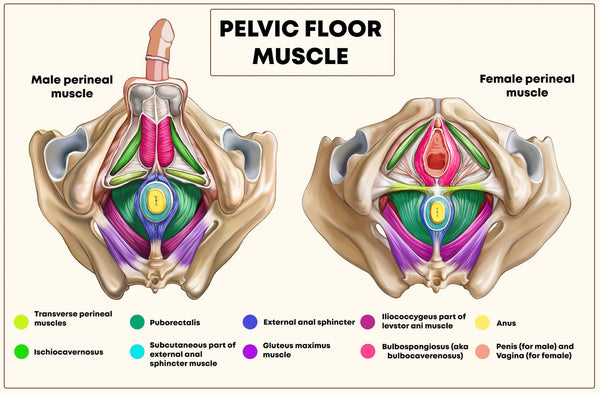 Your Pelvic Floor Muscles | Yamuna