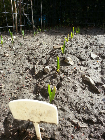 Garlic Growing In Garden 