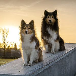 Hunderasse Sheltie