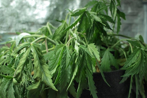plantes cannabis  assoifé