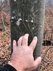 bear scratch on beech tree