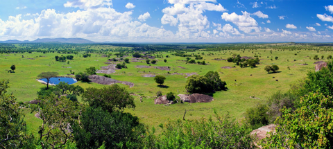 View of the components that make up "The Savannah Theory"