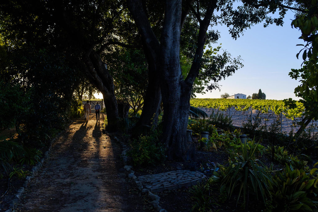 One of the Pagos (vineyard) of M. Sanchez Ayala Bodegas Barrero 1798, beside gardens