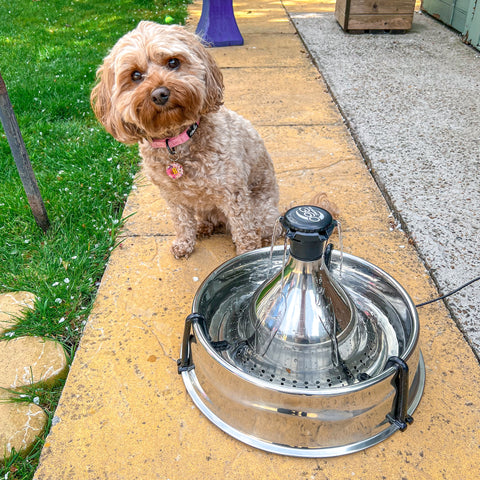 Chien avec la fontaine pour animaux de compagnie en acier inoxydable 360 Drinkwell