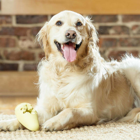 Chien avec jouet à friandises congelable pour chiens Frosty Cone