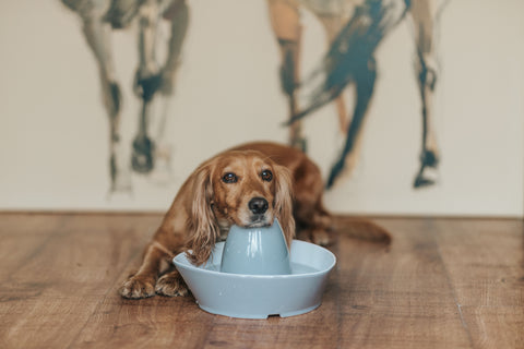 Chien avec fontaine en céramique PetSafe pour animaux de compagnie Streamside