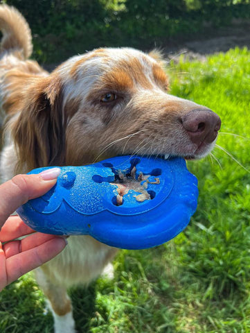 Chien avec Pingouin Frais