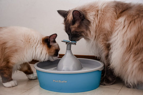 Chats qui boivent a la Fontaine à eau papillon Drinkwell® de PetSafe™ pour animaux de compagnie Fontaine à eau papillon Drinkwell de PetSafe pour animaux de compagnie