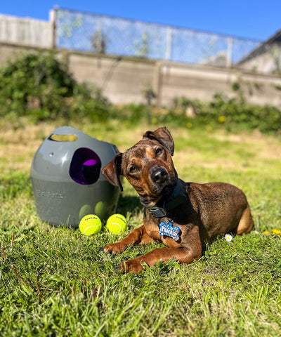 Chien avec la PetSafe lanceur de balle automatique