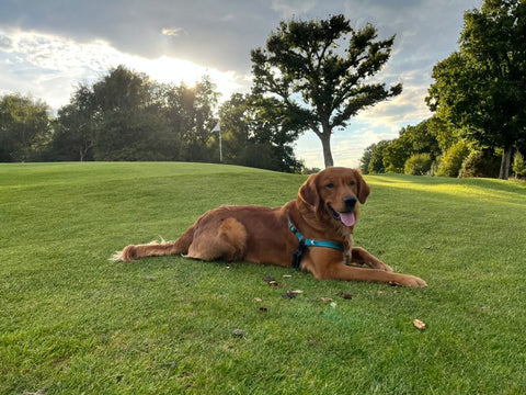 Chien sur l'herbe