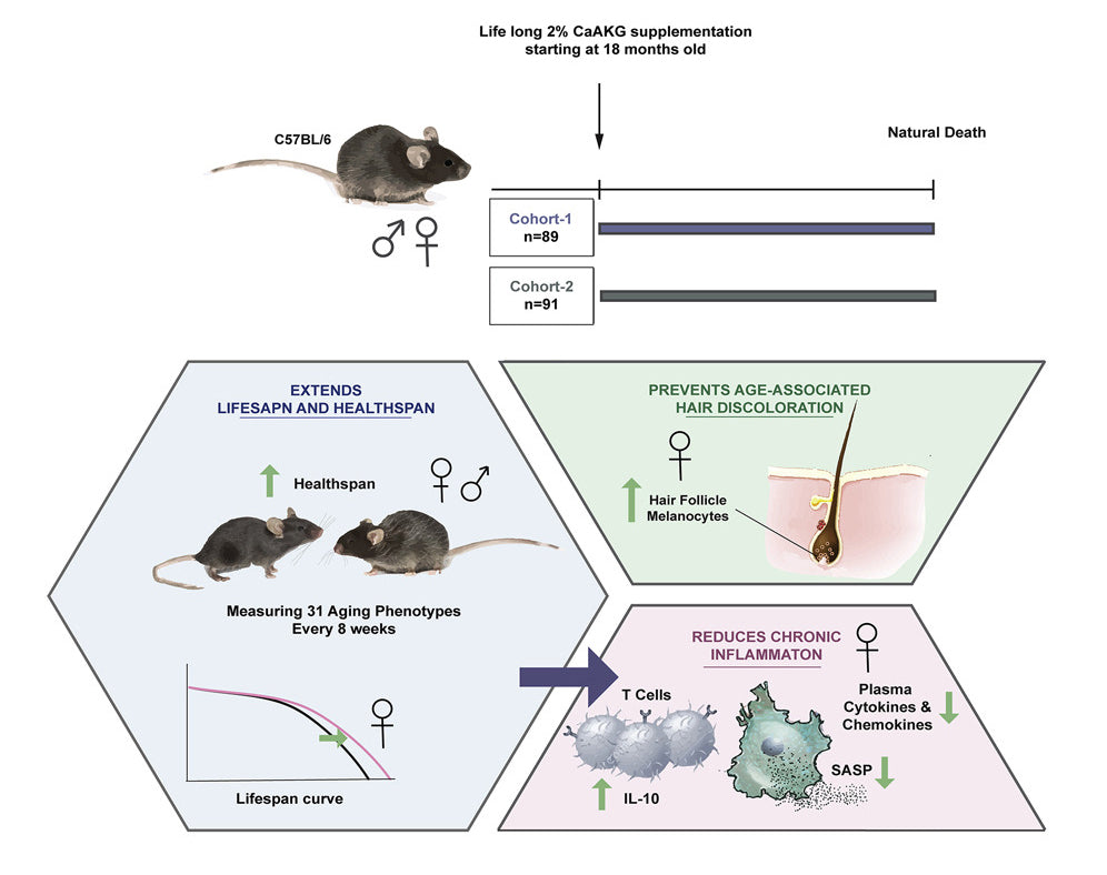 Graphical representation of C57BL/6 mice were fed regular chow and then switched to a diet containing CaAKG at 540 days of age