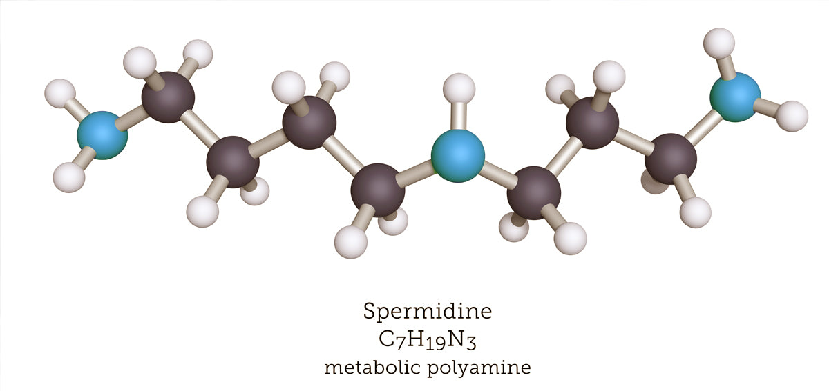 Spermidine molecule C7H19N3