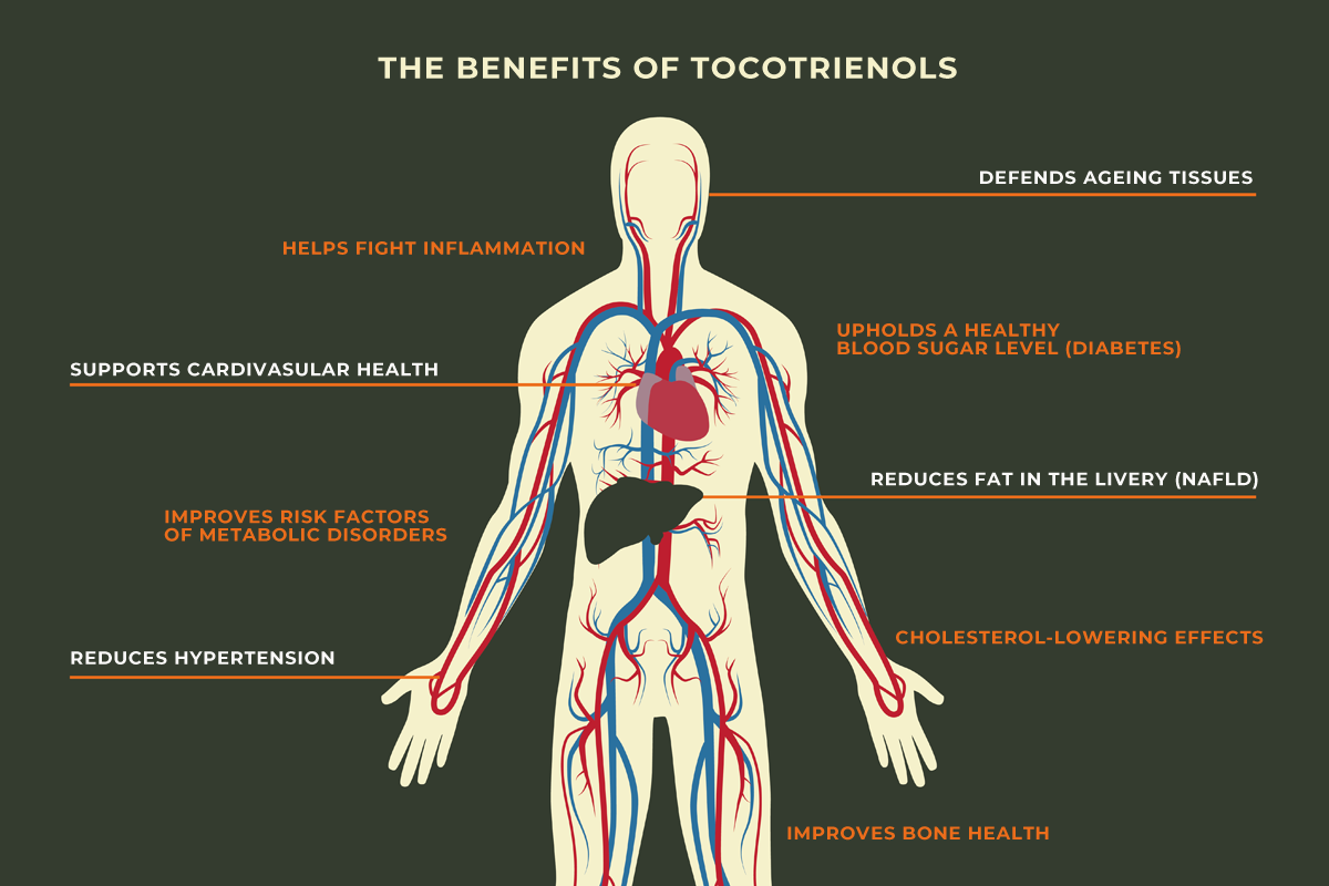 A diagram of the human body showing areas where Tocotrienols benefit your health.