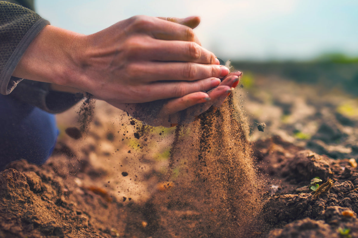 A close up of a lady kneeling, her hands holding farm soil seeping through her fingers containing spore-based probiotics.