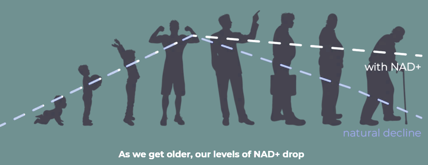 A diagram depicting NAD+ levels dropping as we age.