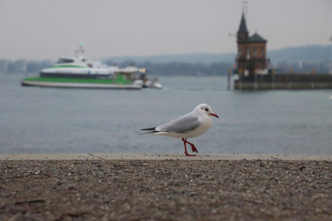 Konstanz Hafen mit Katamaran und Imperia