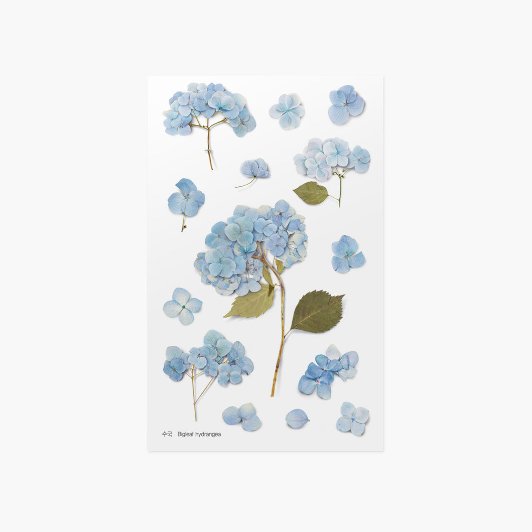 Appree Pressed flower sticker - Bigleaf Hydrangea