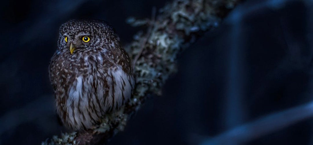 chouette hibou vision de nuit photo