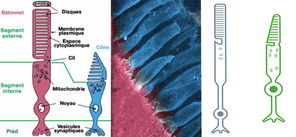 bâtonnets et cônes yeux