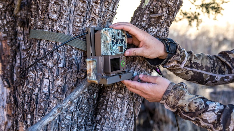 caméra de chasse mise en place sur un arbre piège photo