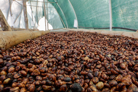 café séchant dans son mucilage