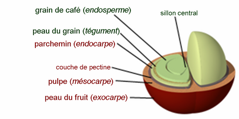 drupe de café