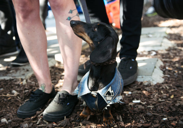 Melbourne Dachshund race - Denim Dog Vest