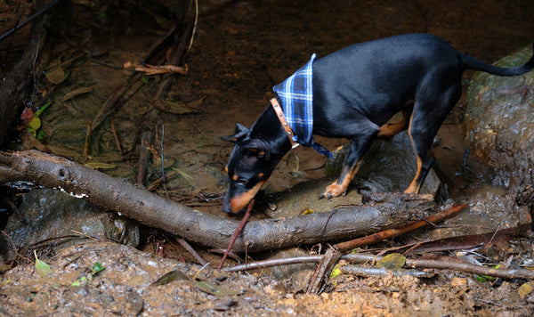 Mathias Track Dog walk