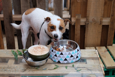 JAX CHOWS DOWN AT DOG HOUSE MELBOURNE