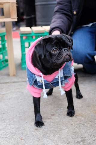 Gigi the pug at Dog House Melbourne