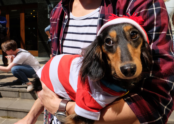 Dachshund Races Melbourne 2017