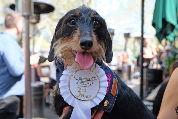 Dachshund Races Melbourne 2017  Pethaus