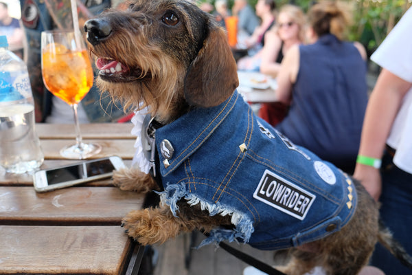 Dachshund races Melbourne 2017