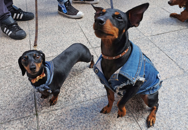 Sassy The Dachy and Willie from Pethaus at Hophaus dachshund race