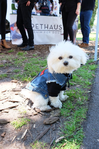 Hank Marvin Market denim dog vest