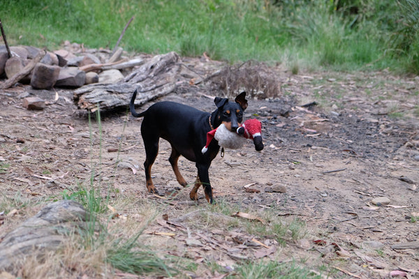 Camping with dogs in Australia