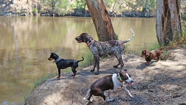 Dogs off leash at Yarra Bend Park Melbourne